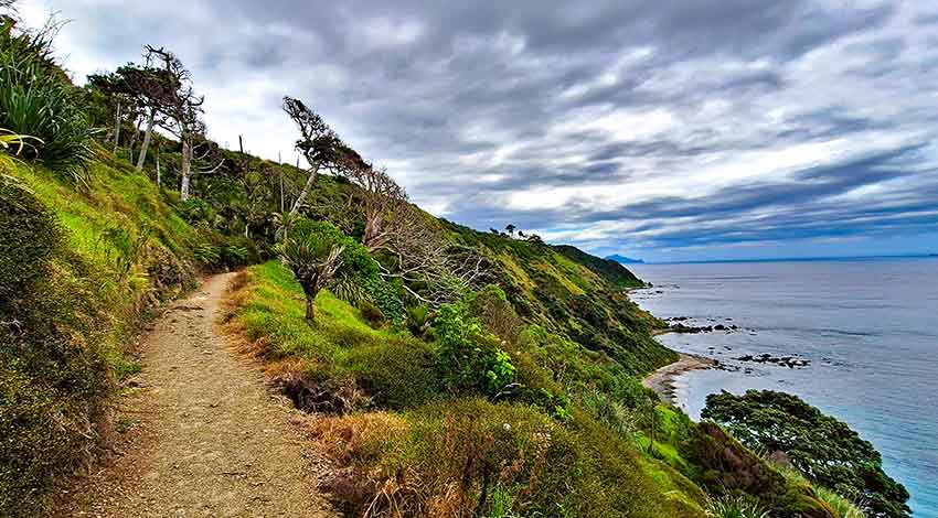 The clifftop track above the coast, windswept trees along the path and the sea below under a heavy sky