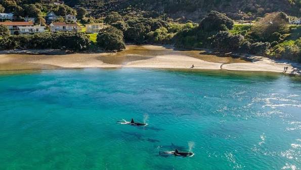 Two orca swimming in the clear shallow water of the Mangawhai estuary, houses among the trees along the shore